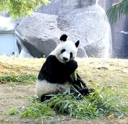 Panda du Parc zoologique de Paris - crédits : Collection M. Leclerc-Cassan