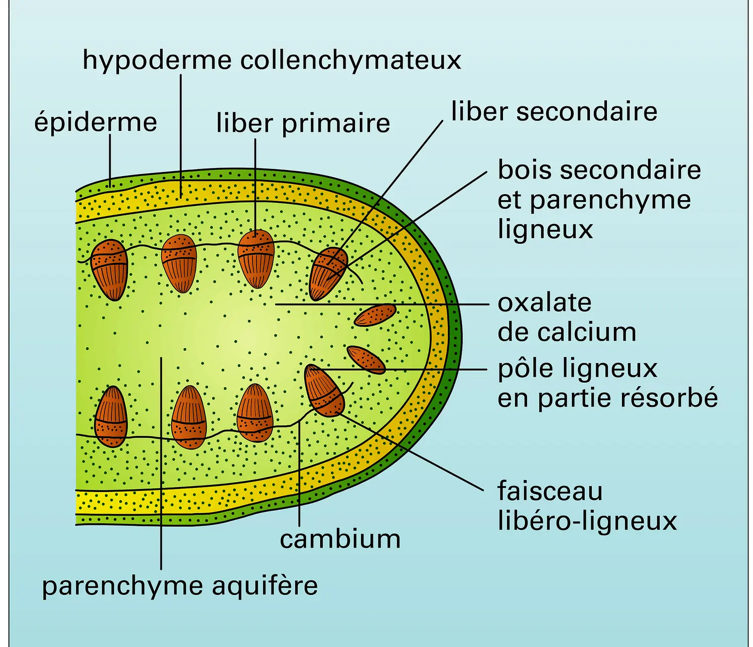 Opuntia, raquette