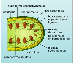 Opuntia, raquette - crédits : Encyclopædia Universalis France