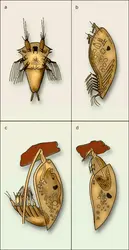 Cirripèdes : développement larvaire de la sacculine - crédits : Encyclopædia Universalis France
