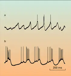 Mammifère : impulsions nerveuses - crédits : Encyclopædia Universalis France