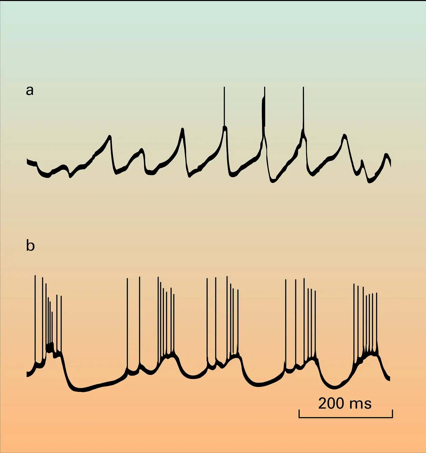 Mammifère : impulsions nerveuses