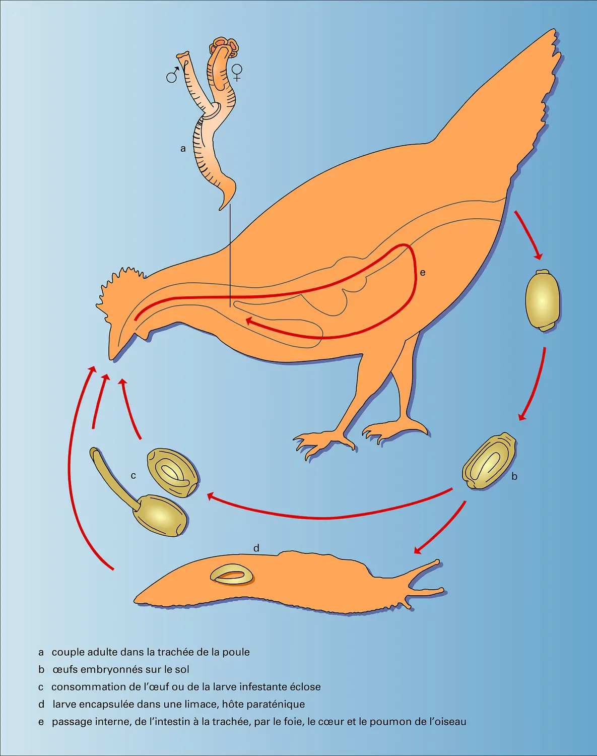 Nématode : cycle