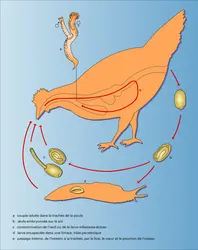 Nématode : cycle - crédits : Encyclopædia Universalis France