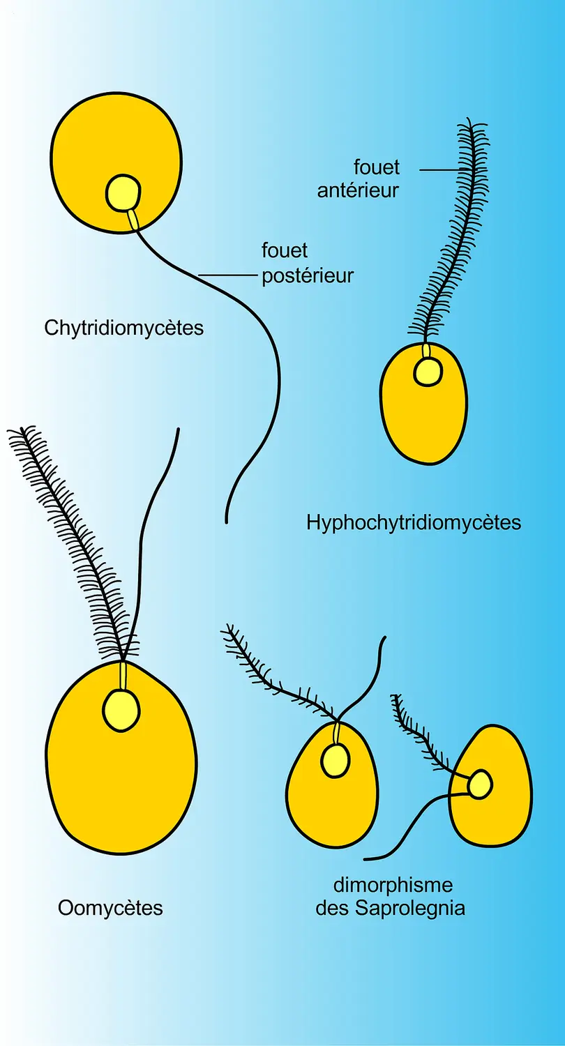 Zoospores