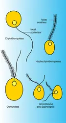 Zoospores - crédits : Encyclopædia Universalis France