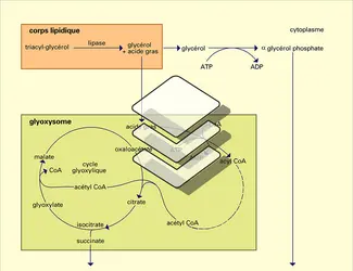 Triglycérides : catabolisme, assimilation des hexoses - crédits : Encyclopædia Universalis France