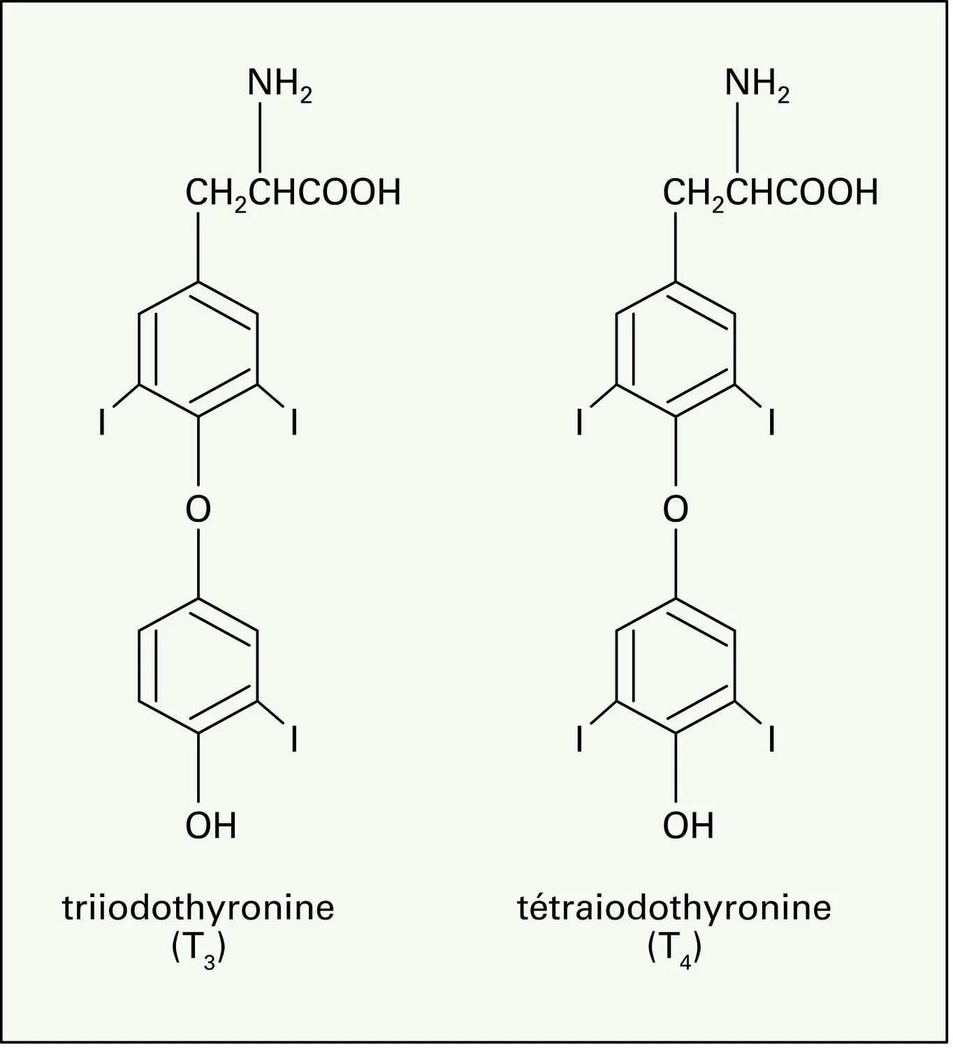 Hormones thyroïdiennes : formules chimiques