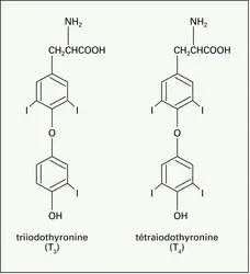 Hormones thyroïdiennes : formules chimiques - crédits : Encyclopædia Universalis France