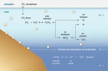 Chimie des carbonates en milieu marin - crédits : Encyclopædia Universalis France
