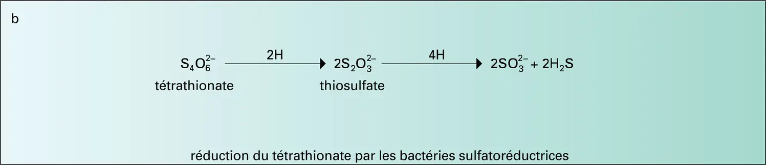 Réduction des sulfates - vue 2