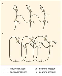 Circuits neuraux tirés du chapitre sur la volonté de <em>Principles of Psychology </em>de William James - crédits : Encyclopædia Universalis France