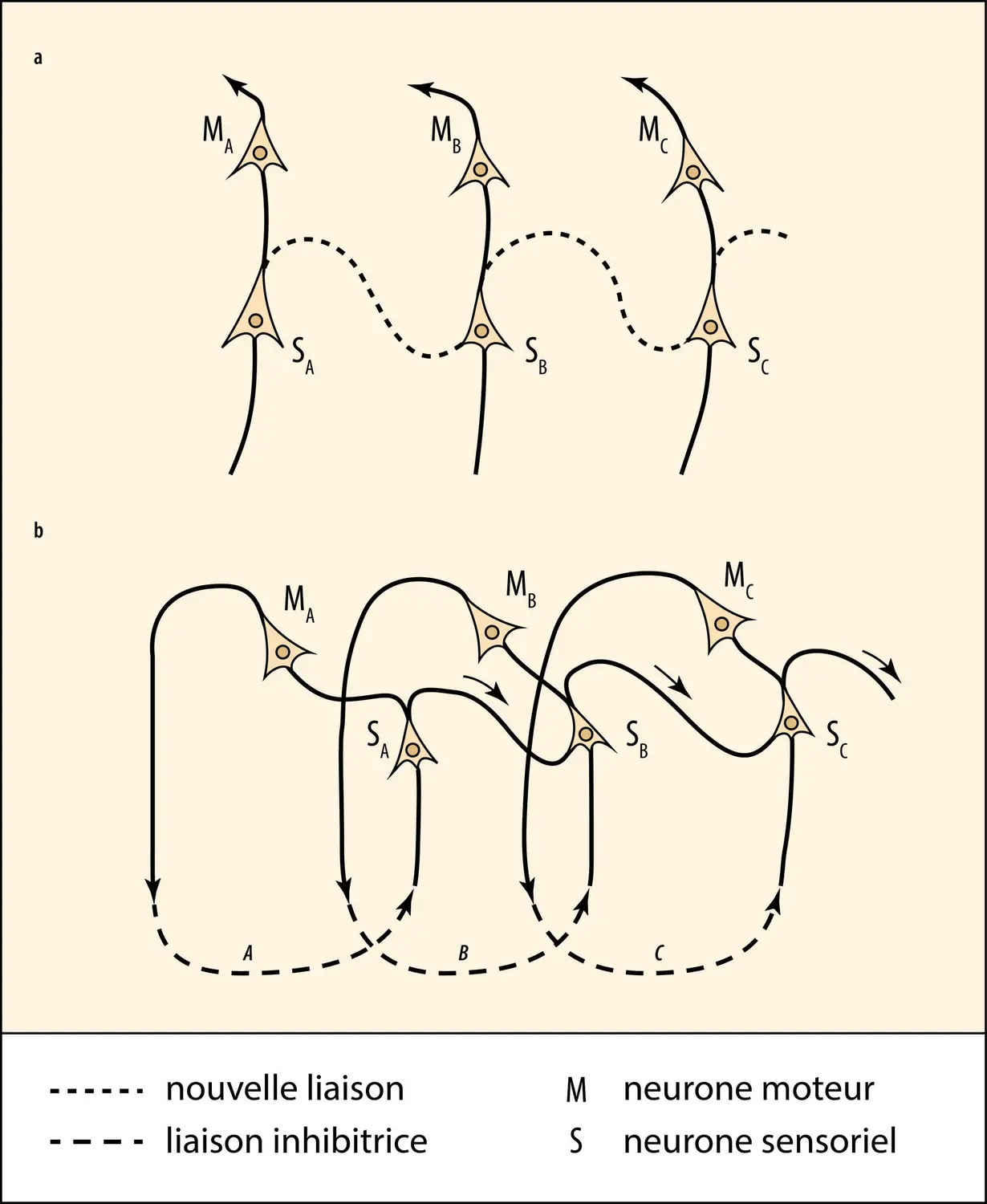 Circuits neuraux tirés du chapitre sur la volonté de <em>Principles of Psychology </em>de William James