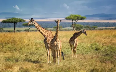 Girafes dans le Parc national de Masai Mara, Kenya - crédits : Adria  Photography/ Moment/ Getty Images