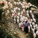 Transhumance en Lozère - crédits : Franck Guiziou/ hemis.fr