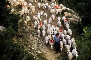 Transhumance en Lozère - crédits : Franck Guiziou/ hemis.fr