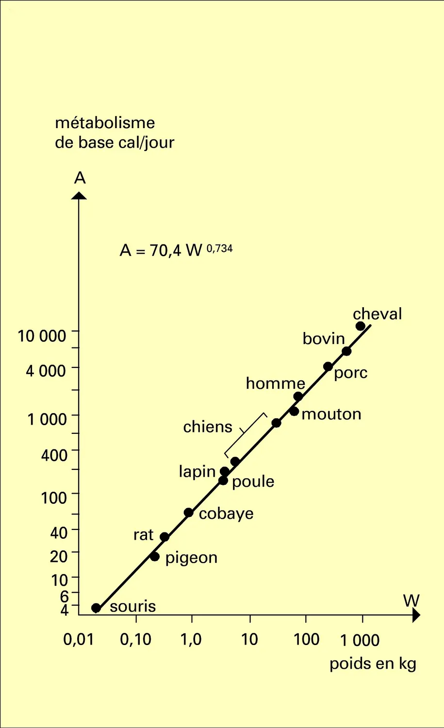 Métabolisme d'animaux homéothermes