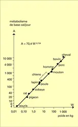 Métabolisme d'animaux homéothermes - crédits : Encyclopædia Universalis France