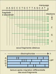 Détermination de la séquence nucléotidique de l'ADN - crédits : Encyclopædia Universalis France