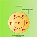 Immunodiffusion sur plaques - crédits : Encyclopædia Universalis France