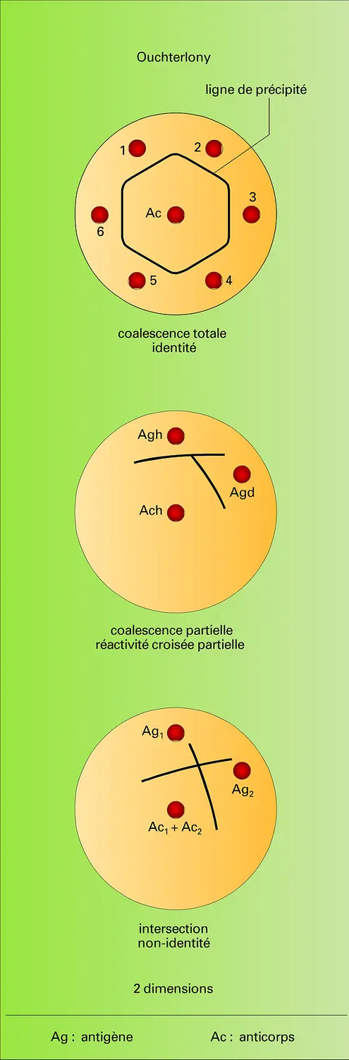 Immunodiffusion sur plaques