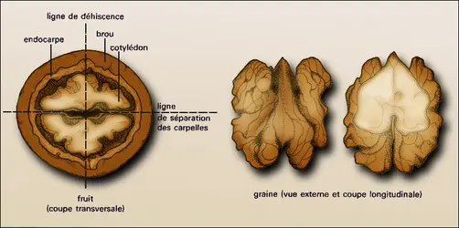Noyer : structure du fruit - crédits : Encyclopædia Universalis France