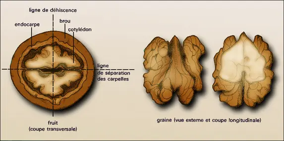 Noyer : structure du fruit