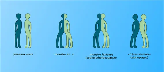 Monstres doubles - crédits : Encyclopædia Universalis France