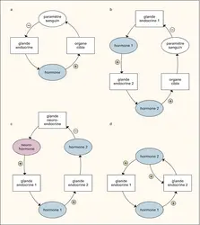 Système endocrinien : rétrocontrôle - crédits : Encyclopædia Universalis France