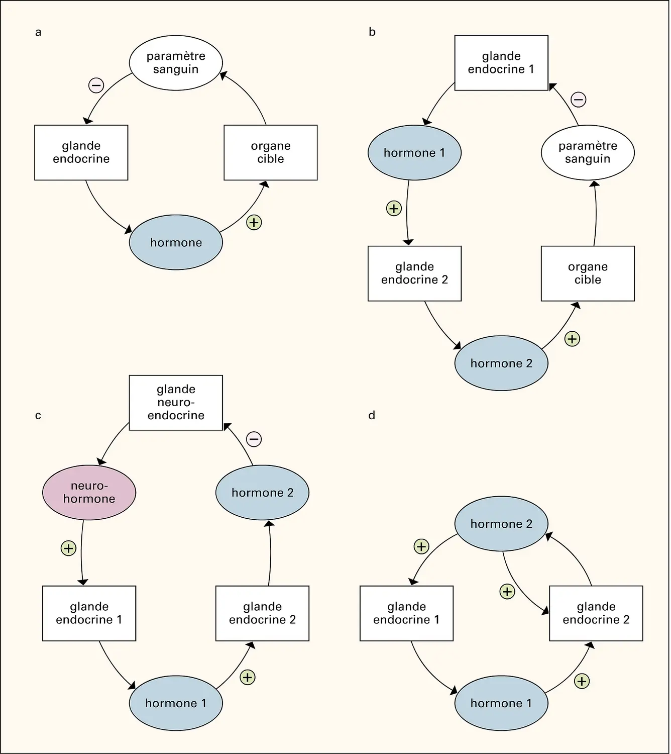 Système endocrinien : rétrocontrôle