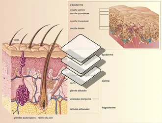 Cellules de la peau - crédits : Encyclopædia Universalis France