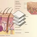 Cellules de la peau - crédits : Encyclopædia Universalis France