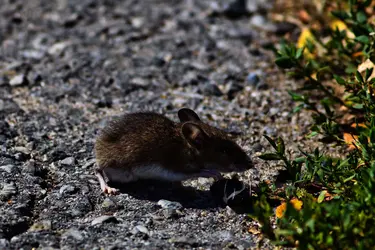 Souris à pattes blanches (<it>Peromyscus leucopus</it>), dans le parc du Yosemite - crédits : E. R. Harold/ Shutterstock