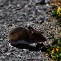 Souris à pattes blanches (<it>Peromyscus leucopus</it>), dans le parc du Yosemite - crédits : E. R. Harold/ Shutterstock