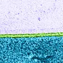 Visualisation de la membrane cellulaire - crédits : Biophoto Associates/ SPL