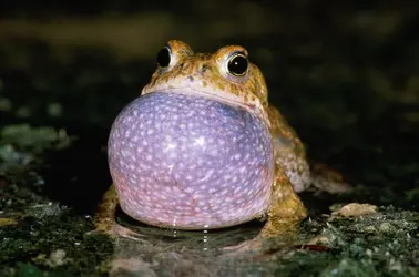 Crapaud des roseaux - crédits : Christoph Burki/ Getty Images