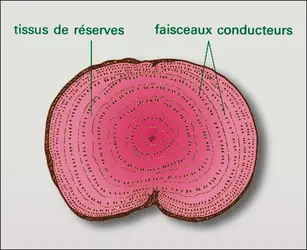 Betterave, racine - crédits : Encyclopædia Universalis France