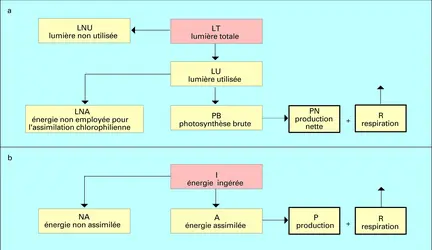 Flux d'énergie chez les animaux et les végétaux - crédits : Encyclopædia Universalis France