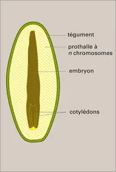 Pin - crédits : Encyclopædia Universalis France