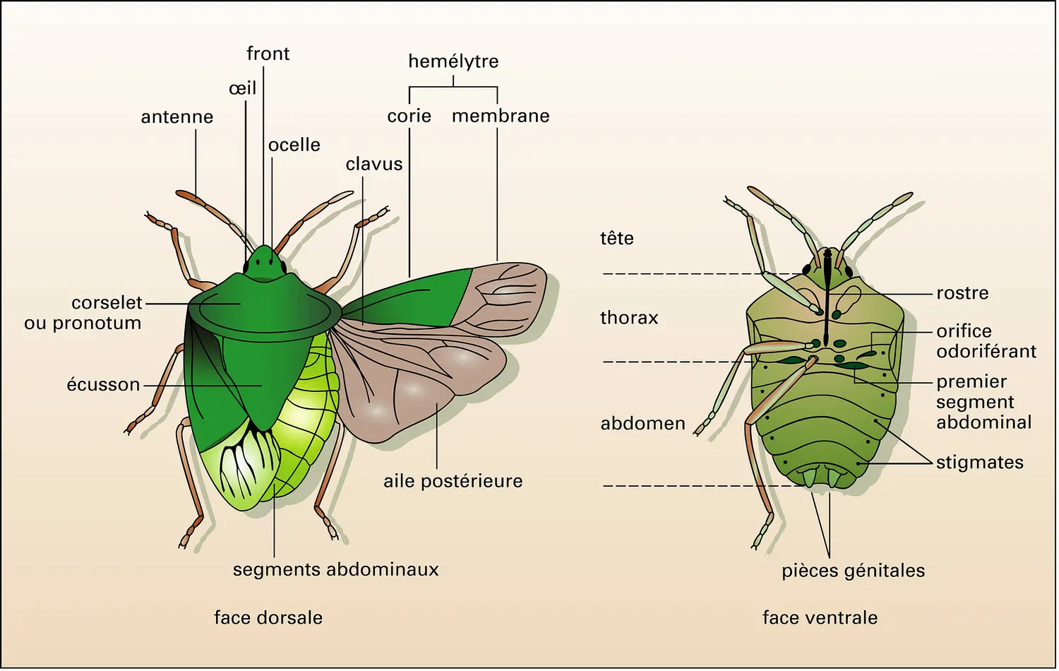 Palomena prasina, punaise verte