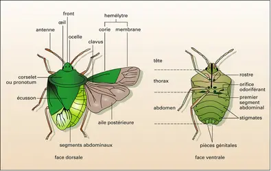 Palomena prasina, punaise verte - crédits : Encyclopædia Universalis France