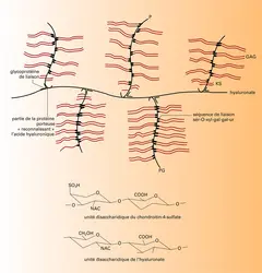 Protéoglycannes du cartilage - crédits : Encyclopædia Universalis France