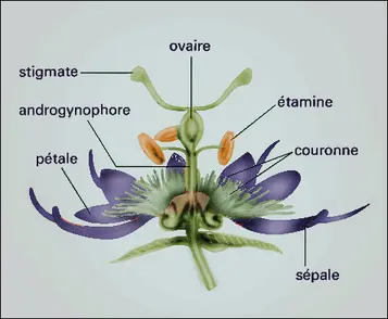 Passiflora rothiana : fleur