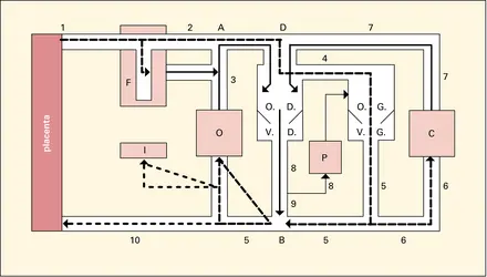 Circulation fœtale - crédits : Encyclopædia Universalis France
