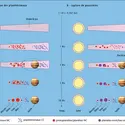 Les deux modèles de formation de la Terre - crédits : Encyclopædia Universalis France