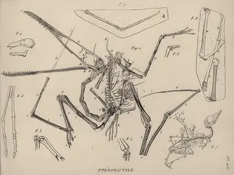 Ptérodactyle - crédits : Coll. Eric Buffetaut