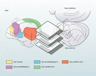 Aires motrices et sensitives chez l'animal - crédits : Encyclopædia Universalis France