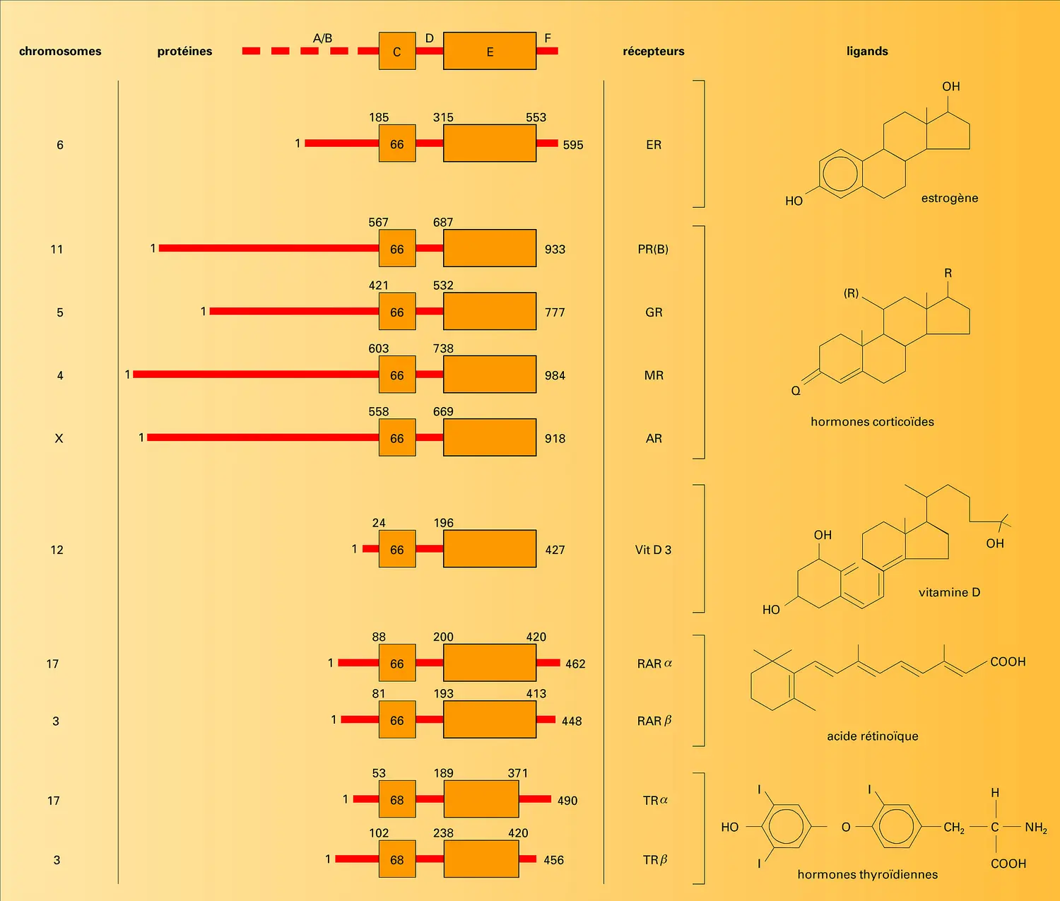 Récepteurs nucléaires et leurs ligands