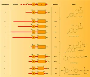 Récepteurs nucléaires et leurs ligands - crédits : Encyclopædia Universalis France