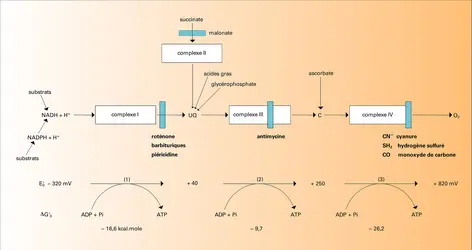 Organisation thermodynamique de la chaîne respiratoire - crédits : Encyclopædia Universalis France